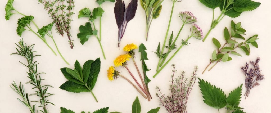 Local Herbals a Two Part Series: Introduction to Local Herbals & Starting a Medicinal Herb Garden