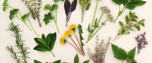Local Herbals a Two Part Series: Introduction to Local Herbals & Starting a Medicinal Herb Garden
