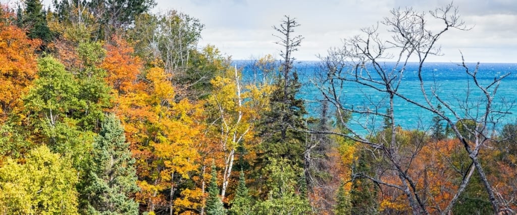 Restore Lake Superior’s Coastal Forest